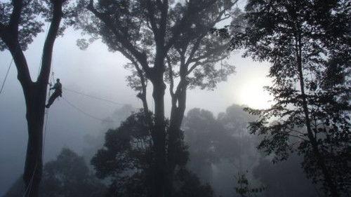 Nature Season 23 Episode 10 - Deep Jungle: New Frontiers