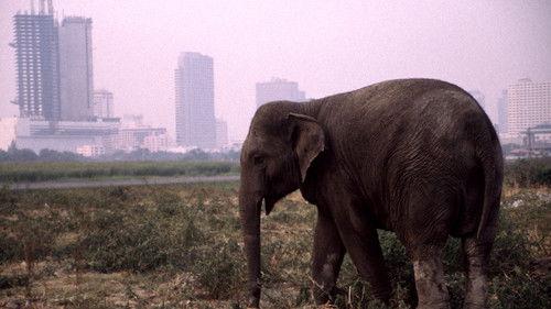Nature Season 19 Episode 4 - The Urban Elephant