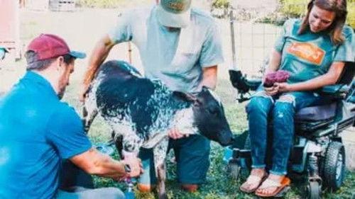 Background image for Loretta the Miniature Zebu