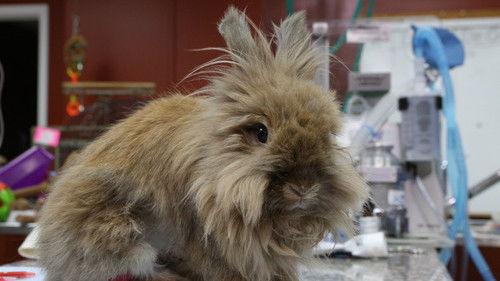 Dr. K's Exotic Animal ER Season 4 Episode 8 - Prairie Dog Companion