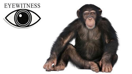 Eyewitness Season 2 Episode 1 - Ape