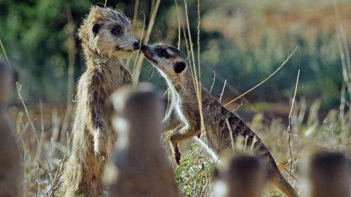 Spy in the Wild Season 1 Episode 3 - Friendship