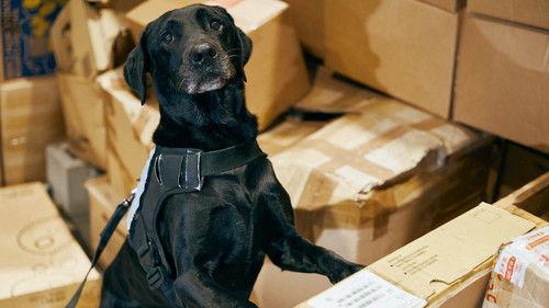 Dog Squad Season 14 Episode 9 - Episode 9