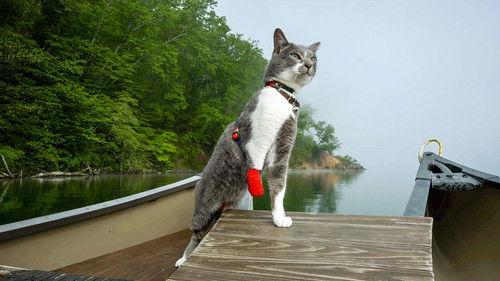 A Cat's-Eye View of Japan Season 2 Episode 23 - Hokkaido: Kushiro Kitty Guides