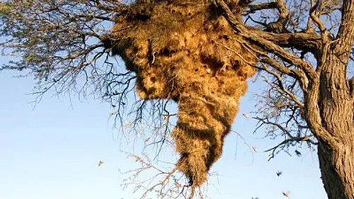 Animal Construction Season 1 Episode 4 - Episode 4