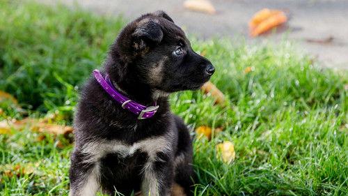 Dog Squad Puppy School Season 4 Episode 7 - Episode 7