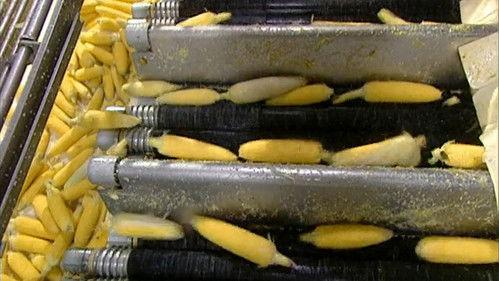 How It's Made Season 1 Episode 10 - Holograms, Package Printing, Skin Culture, Canned Corn