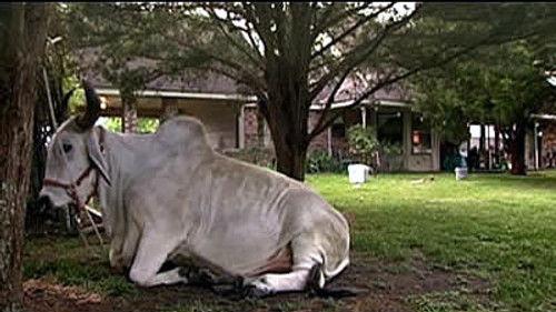 This American Life Season 1 Episode 1 - Reality Check