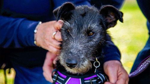 The Dog House Season 5 Episode 4 - Episode 4