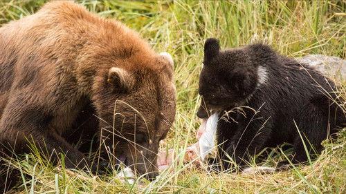 Aging in the Wild Season 1 Episode 4 - Wisdom