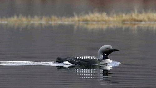 Natural World Season 29 Episode 6 - A Highland Haven