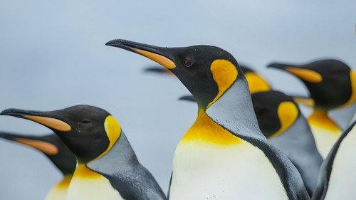 Frozen Planet II Season 1 Episode 4 - Frozen South