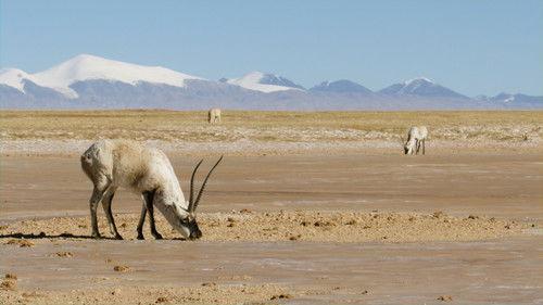 China's Wild Empire Season 1 Episode 2 - Tibetan Antelope: Mysterious Migration