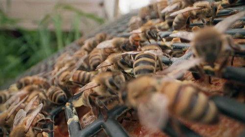 The Incredible Pol Farm Season 1 Episode 14 - The Pol Shebang