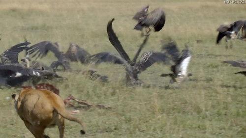 Absurd Planet Season 1 Episode 12 - Absurd is the Word