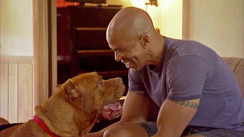 Pit Bulls and Parolees Season 5 Episode 11 - Not Meant to Be