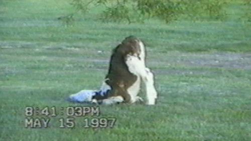 Funniest Pets & People Season 3 Episode 15 - Hamster Houdini