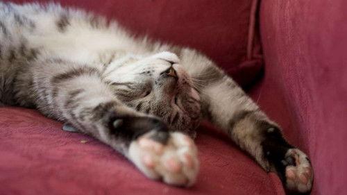 Cats of Claw Hill Season 1 Episode 1 - Feast or Famine