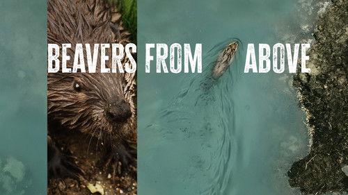 The Nature of Things Season 65 Episode 2 - Beavers from Above