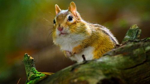 Tiny World Season 1 Episode 5 - Woodland