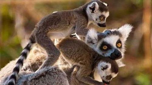 Natural World Season 19 Episode 7 - Madagascar: Land of Lemurs
