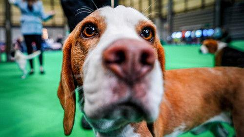 Crufts Season 16 Episode 3 - 2026 Day 1 - Part 3