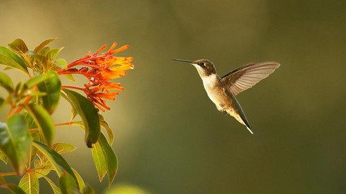 Nature Season 35 Episode 1 - Super Hummingbirds
