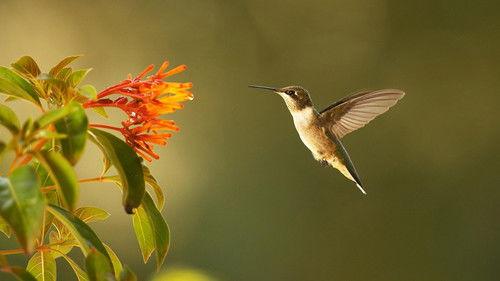 Nature Season 35 Episode 1 - Super Hummingbirds