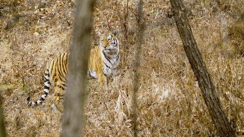 Wild Russia Season 2 Episode 4 - The Hidden Kingdom