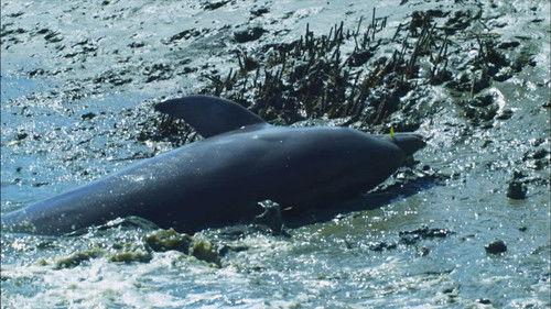 Nature Season 35 Episode 17 - Dolphins: Spy in the Pod (2)