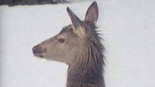 Background image for Episode 13