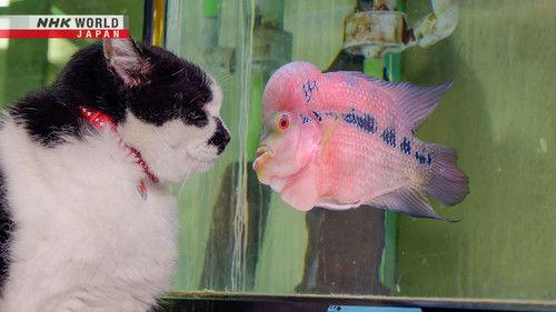 A Cat's-Eye View of Japan Season 2 Episode 15 - Kanagawa: Miura Sea Breeze