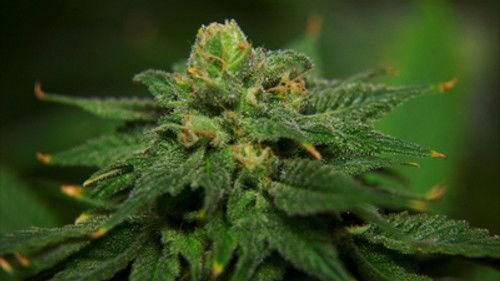 Drugs, Inc. Season 1 Episode 4 - Marijuana