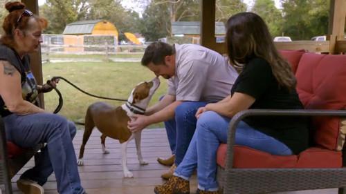Pit Bulls and Parolees Season 14 Episode 11 - Not Giving Up