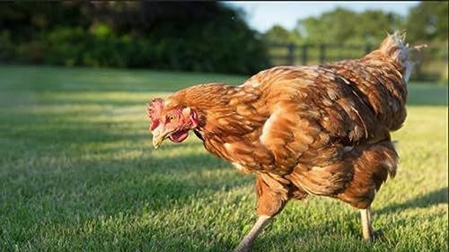 How Do Animals Do That? Season 1 Episode 33 - Amazing Chicken and Flying Snakes