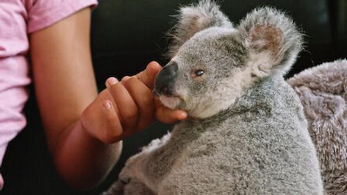 Izzy's Koala World Season 2 Episode 6 - Cheer Up, StormBoy