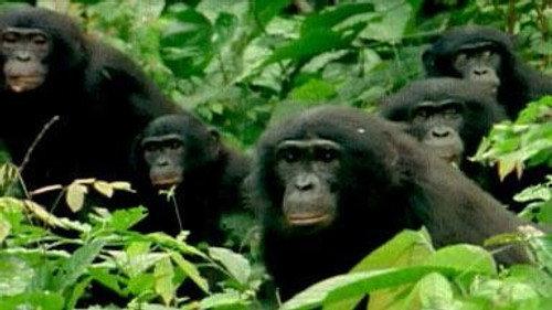 NOVA Season 34 Episode 9 - The Last Great Ape