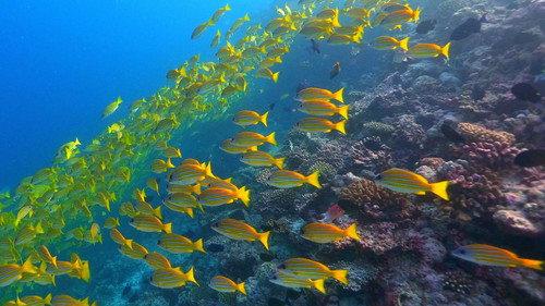 Great Blue Wild Season 2 Episode 7 - Maldives: Paradise Shrinking