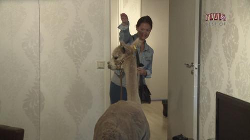 I kveld med Ylvis Season 2 Episode 20 - Episode 20