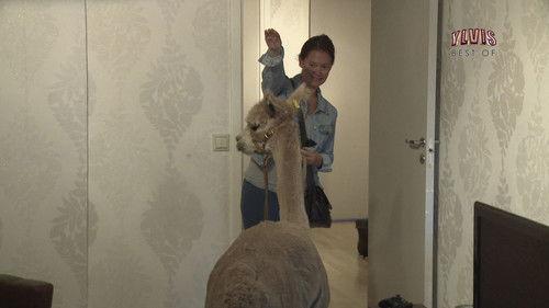 I kveld med Ylvis Season 2 Episode 20 - Episode 20