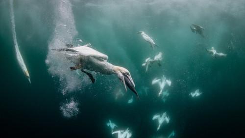 North See - Nature Untamed Season 1 Episode 4 - Open sea