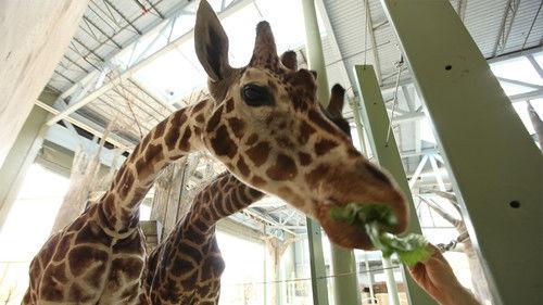 Dr. Oakley, Yukon Vet Season 1 Episode 5 - Oakley Get Your Blow Gun