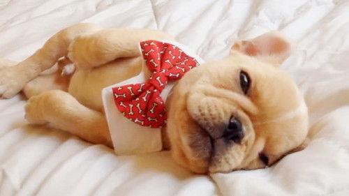 World's Funniest Animals Season 1 Episode 16 - Episode 116