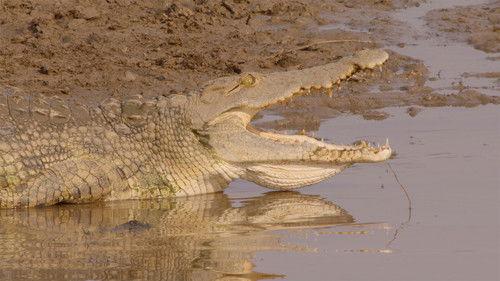 Africa's Hunters Season 2 Episode 3 - Kings of Nsefu