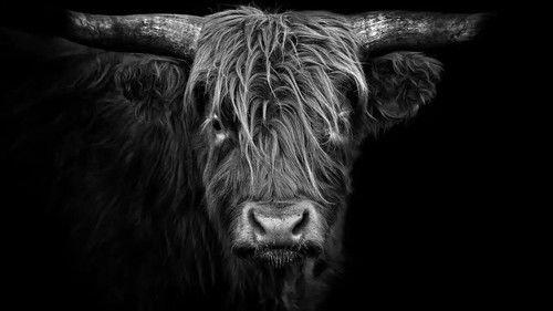 Animal Art: Photogenic Creatures Season 1 Episode 1 - Claudio Gotsch