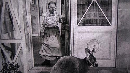 The Beverly Hillbillies Season 2 Episode 16 - The Giant Jackrabbit
