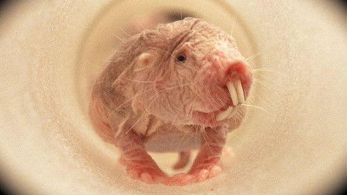 David Attenborough's Natural Curiosities Season 1 Episode 3 - Young Wrinklies