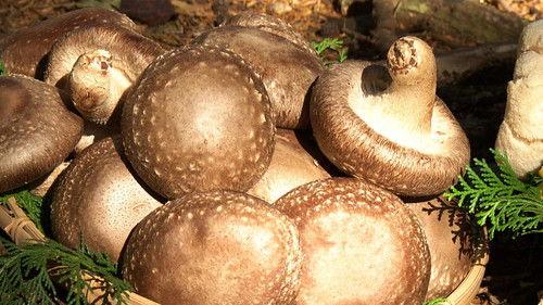 Japanology Plus Season 7 Episode 23 - Mushrooms