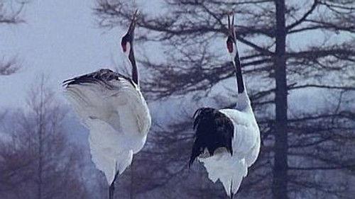 Natural World Season 18 Episode 2 - Hokkaido: Garden of the Gods