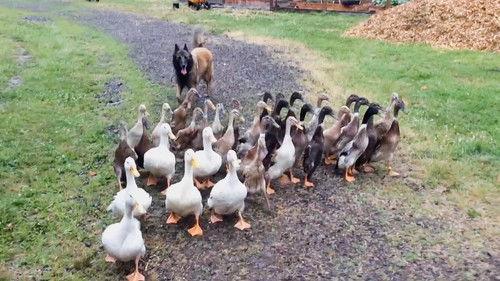 World's Funniest Animals Season 1 Episode 7 - Episode 107